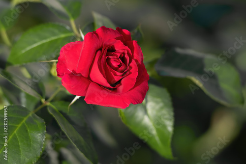 a red rose and its green leaves