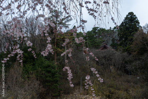 しだれ桜を前ボケにして岩山の中腹に立つ観音堂を撮影