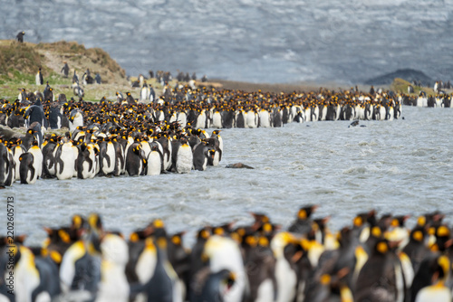 View of a large colony of King Penguins at Saint Andrew's Bay, South Georgia and the South Sandwich Islands.