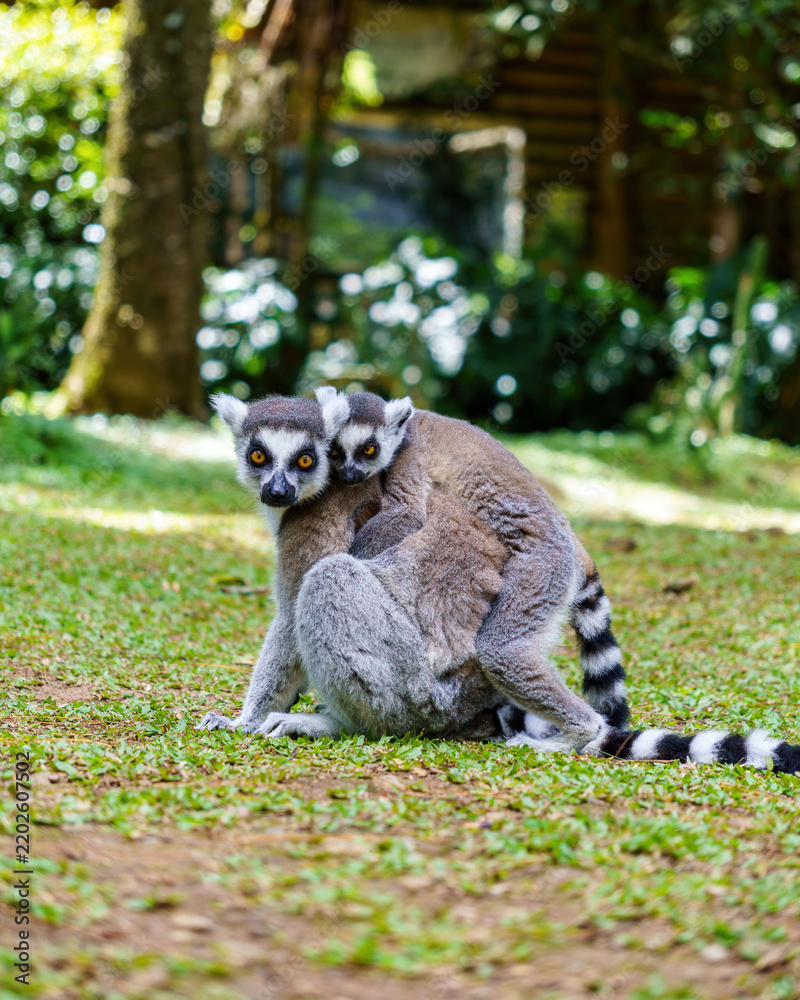 Obraz premium Ring-tailed lemur mother and baby making eye contact with the camera while resting on the grass