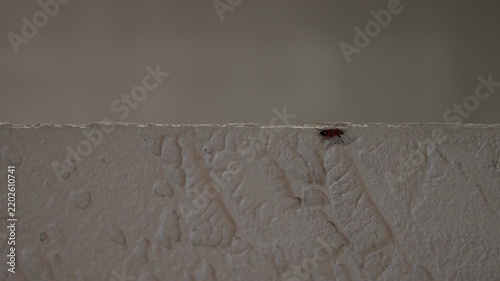 Red firebug insect crawling along a textured white wall close up