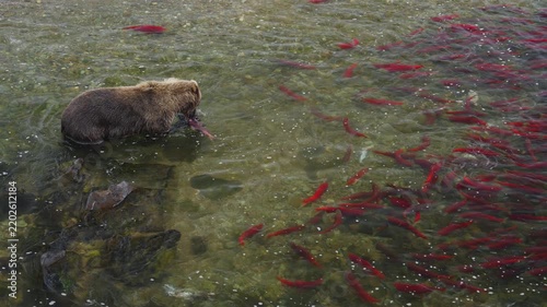 A top down view of a brown bear attempting to catch red sockeye salmon in the rivers of Katmai National Park, Alaska USA