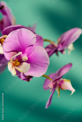 Macro shot of beautiful pink purple phalaenopsis orchid bloom with white and yellow center on turquoise background. Botanical floral close-up photography.