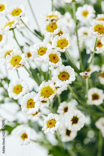 Close-up top view of fresh white daisy chrysanthemums with yellow centers. Minimalist floral background with copy space.