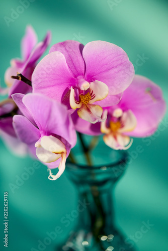 Macro shot of beautiful pink purple phalaenopsis orchid bloom with white and yellow center on turquoise background. Botanical floral close-up photography.