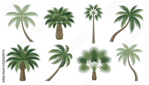 Hand Drawn Tropical Palm Tree Collection with Coconut Palms, Curved Trunks and Lush Green Foliage for Summer and Botanical Designs