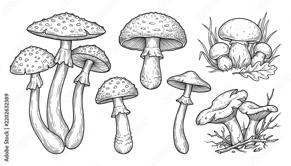 Obraz premium Vintage Botanical Mushroom Collection with Hand Drawn Wild Fungi Species Engraving Style Nature Illustration Vector Set