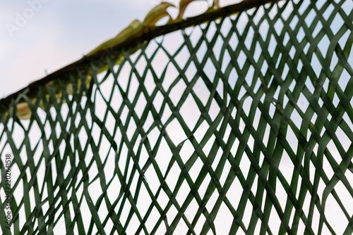 Green woven palm leaf fence texture pattern outdoors