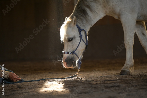 Weißes Pony steht mit gesenktem Kopf in einer staubigen Halle in einem durch Bretter fallendem Sonnenstrahl
