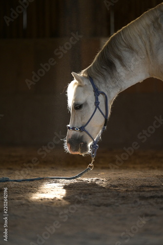 Weißes Pony steht mit gesenktem Kopf in einer staubigen Halle in einem durch Bretter fallendem Sonnenstrahl