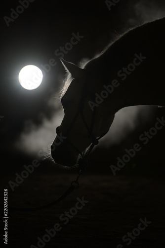 Silhouette eines Pferdekopfes in Dunkelheit mit Nebel und mondähnlichem Lichtspot