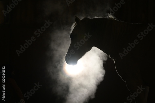 Silhouette eines Pferdekopfes in Dunkelheit mit Nebel und mondähnlichem Lichtspot