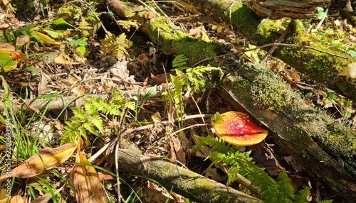 Fly-agaric in the wild. Natural texture for background