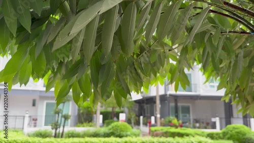 Light rain falling on green tree leaves with blurred modern residential buildings in the background.