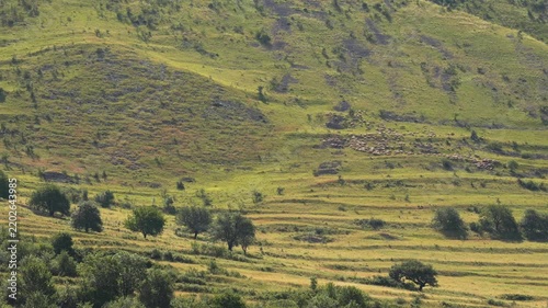 Sheeps grazing on a rocky hillside on a sunny day with clouds drifting across the sky.