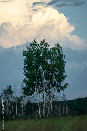 Foto White birch trees on a summer evening against a backdrop of clouds