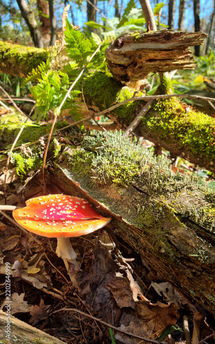 Fly-agaric in the wild. Natural texture for background