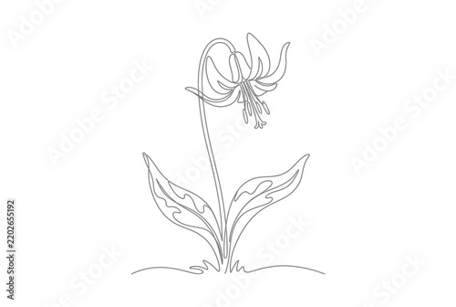 Lily flower with drooping petals and leaves line art.