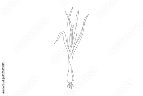 Leek spring onion continuous line vegetable illustration.