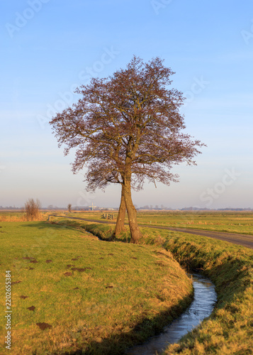 Two lonely trees lonely trees on a winter's day in the field seem to be entangled at the Onnerlanden, a Dutch floodplain polder, Onnen, Groningen, the Netherlands 