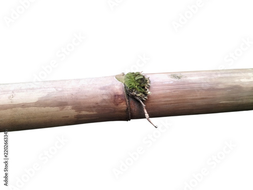 Dead bamboo sticks isolated on white for creative use 