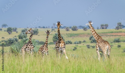 Rothschild's giraffes (Giraffa camelopardalis rothschildi) in green grass, Murchison Falls National Park, Uganda