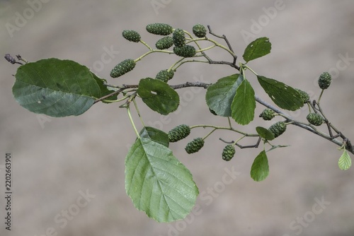 Black alder (Alnus glutinosa), leaves and fruits, Emsland, Lower Saxony, Germany