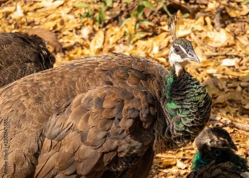 Close up portrait of female peacock peahen in San Anton Gardens in Malta
