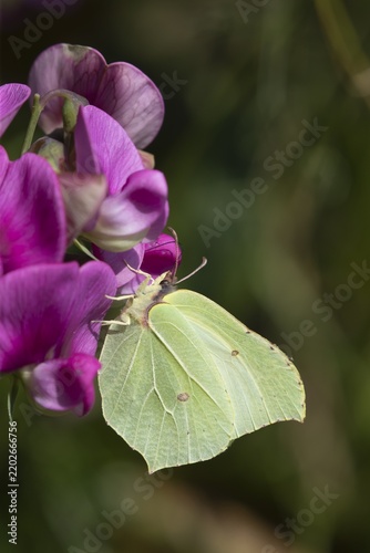 Common brimstone (Gonepteryx rhamni) butterfly adult feeding on a Sweetpea flower in a garden, Norfolk, England, United Kingdom