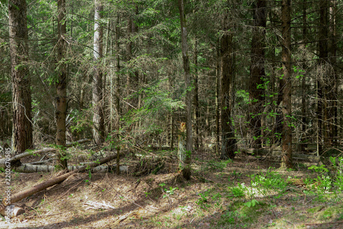 Quadro su tela Sunlit woodland landscape features dense old trees and vibrant wild plants