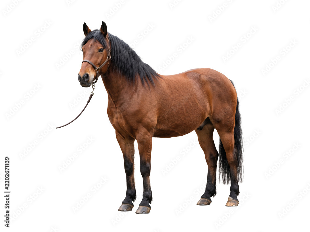Obraz premium Chestnut horse with black mane and halter standing isolated on transparent background