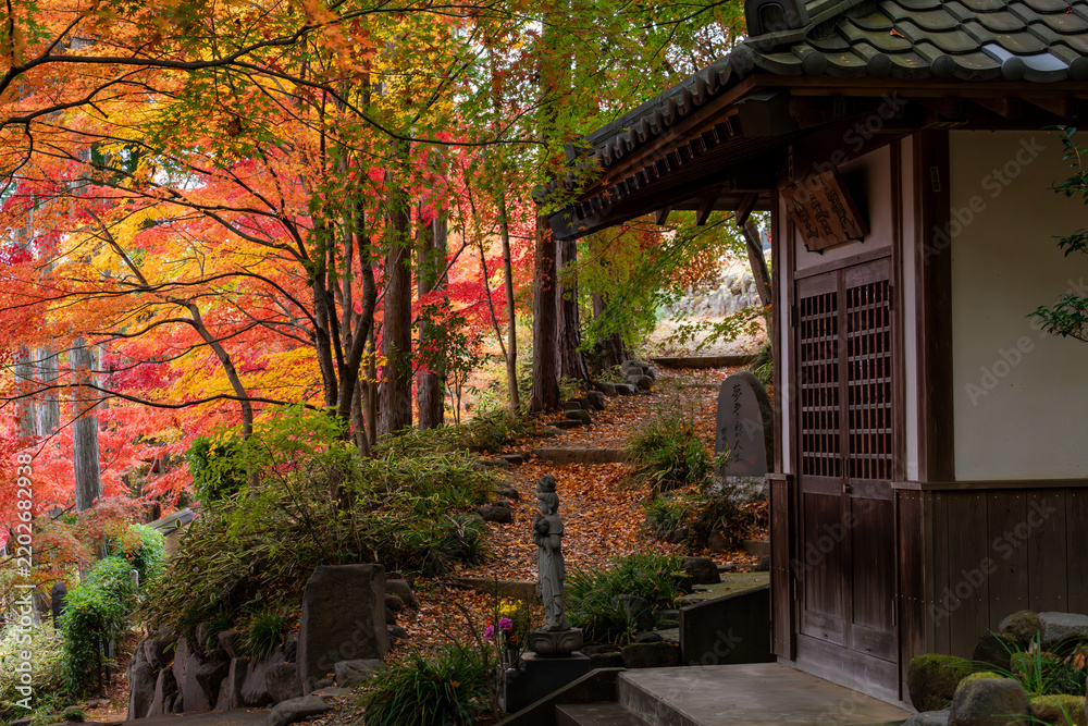 Fototapeta premium 秋の寺院と鮮やかな紅葉の風景
