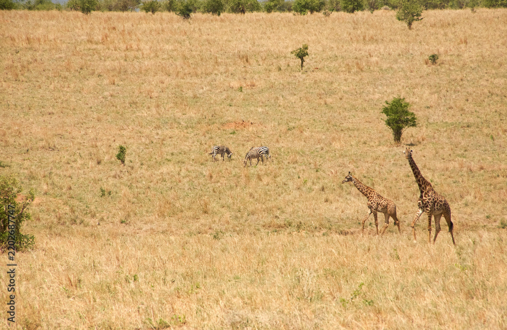 Obraz premium Massai-Giraffen und Zebras in weiter Serengeti-Landschaft