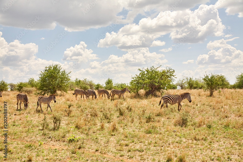 Obraz premium Zebraherde in weiter trockener Savannenlandschaft der Serengeti