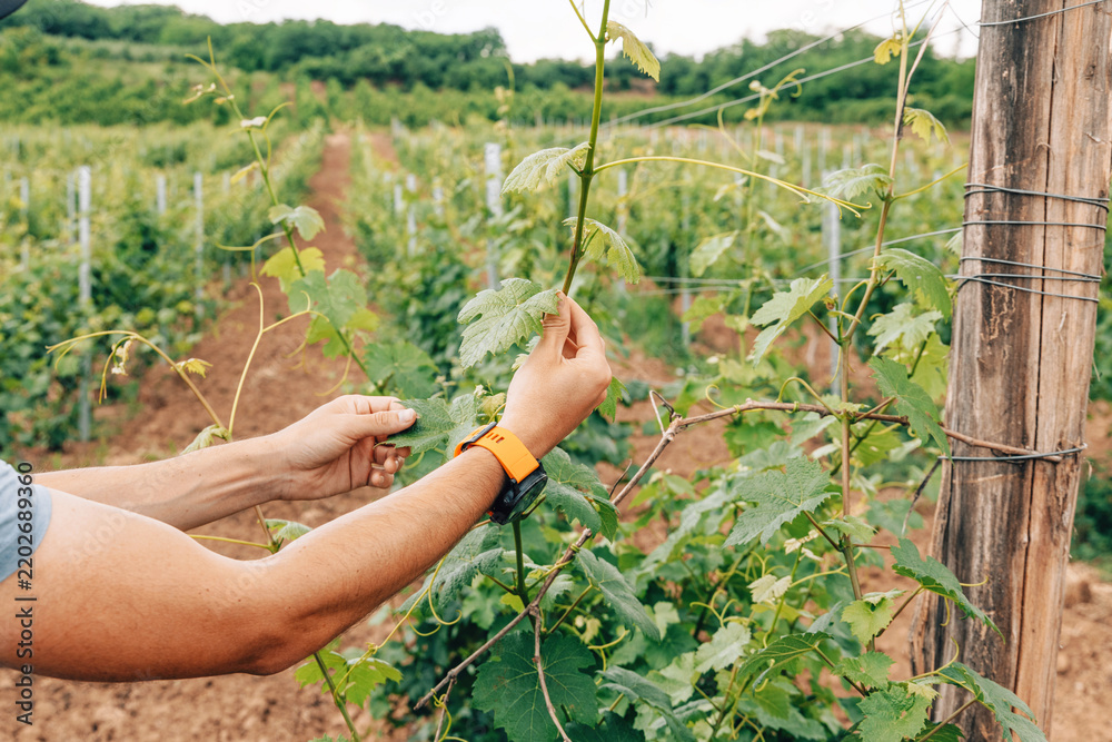 Obraz premium Farmer tending grapevines by hand in lush green vineyard rows. Agriculture concept.