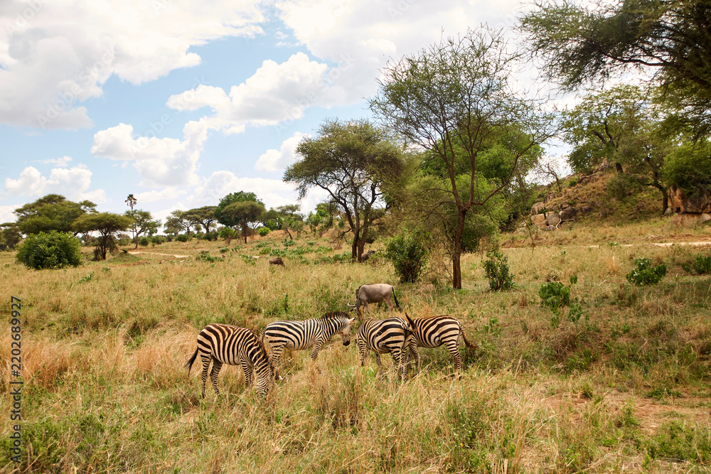 Obraz premium Zebras und Weißbartgnus in offener Savannenlandschaft der Serengeti