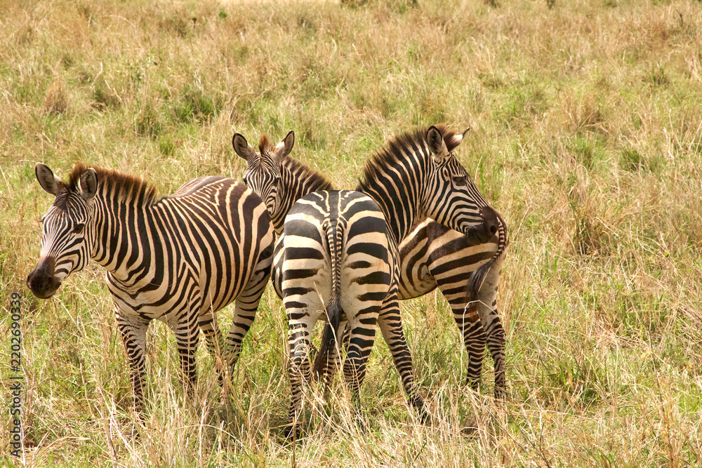 Obraz premium Steppenzebras stehen im trockenen Grasland der Serengeti