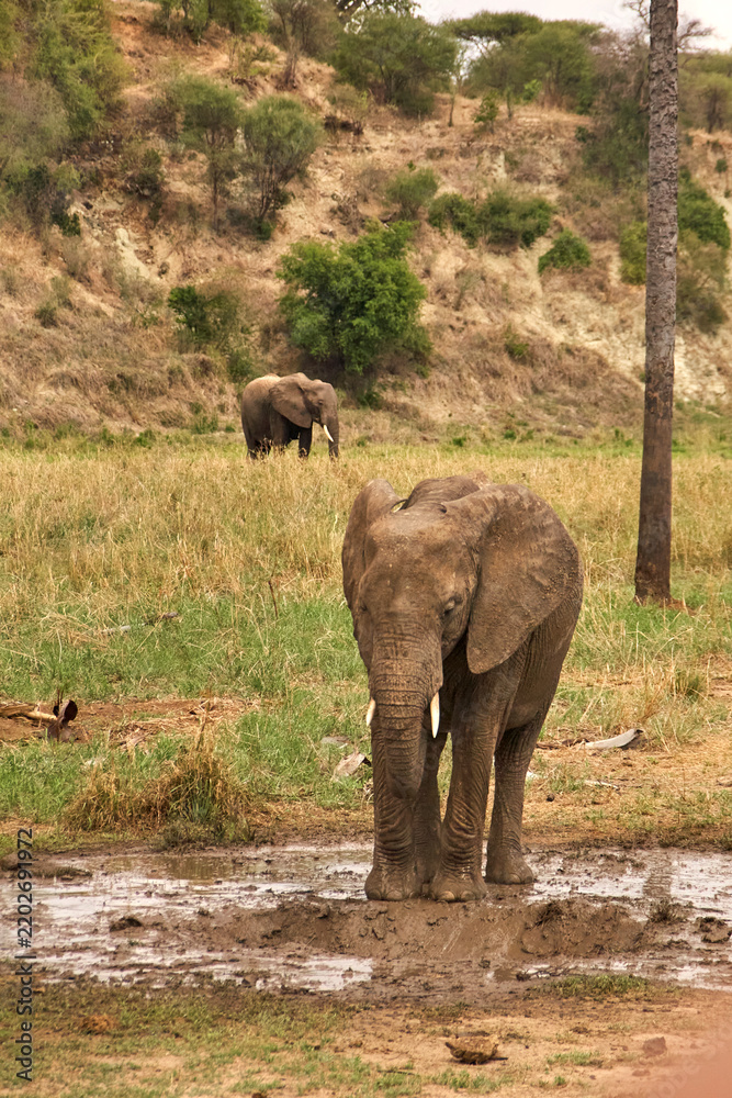 Obraz premium Afrikanischer Elefant an einer feuchten Stelle in der Serengeti