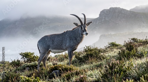 Extinct Bluebuck Antelope Standing in Foggy South African Fynbos Landscape