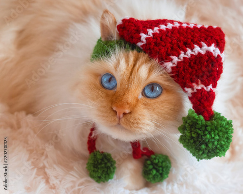 Cute blue-eyed cat wearing a Christmas hat
