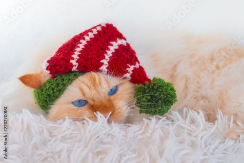 Cute blue-eyed cat wearing a Christmas hat