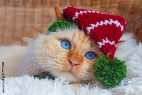Cute blue-eyed cat wearing a Christmas hat
