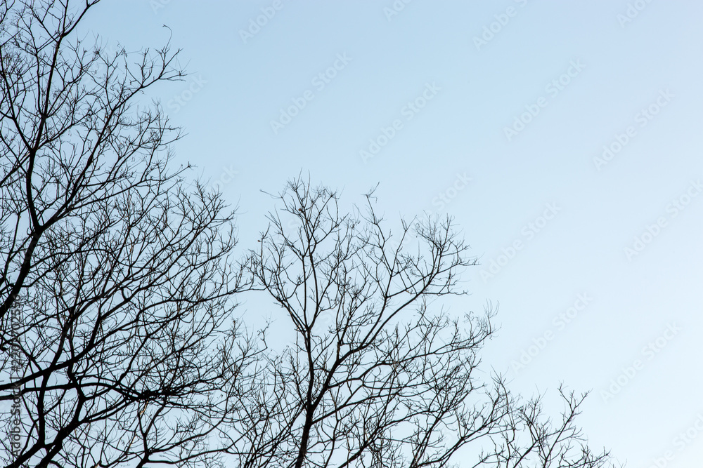 Obraz premium Bare Tree Branches Against Clear Blue Daytime Sky
