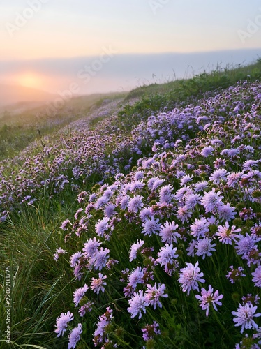 Cloudy calcareous grassland meadow with wildflowers at sunset