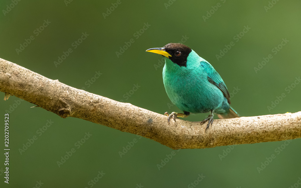 Fototapeta premium Kappennaschvogel (Chlorophanes spiza) Green Honeycreeper