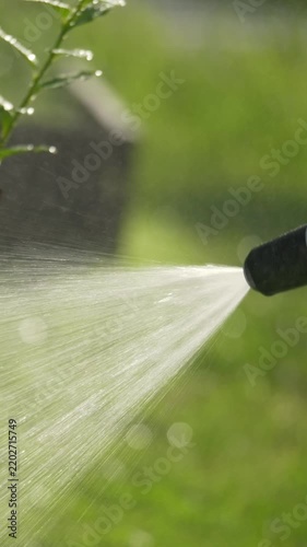Sunlit garden hose spraying mist onto small green plant vertically