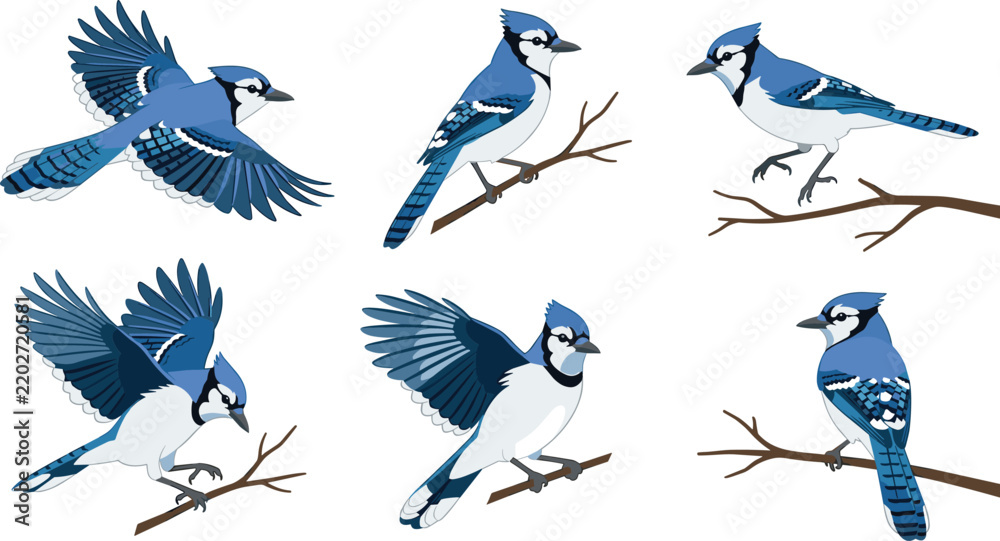 Obraz premium Blue jay bird collection featuring blue and white plumage for nature educational material
