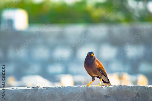 Common myna bird landscape view green background