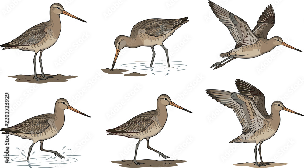 Obraz premium Limosa godwit shorebird vector set with various flying standing and wading poses on beach