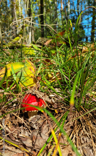 Fly-agaric in the wild. Natural texture for background